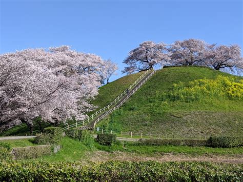 The Sasanqua Flower Uprising: An Ancient Rebellion Against Kofun Period Hierarchy and Proto-Buddhist Influence